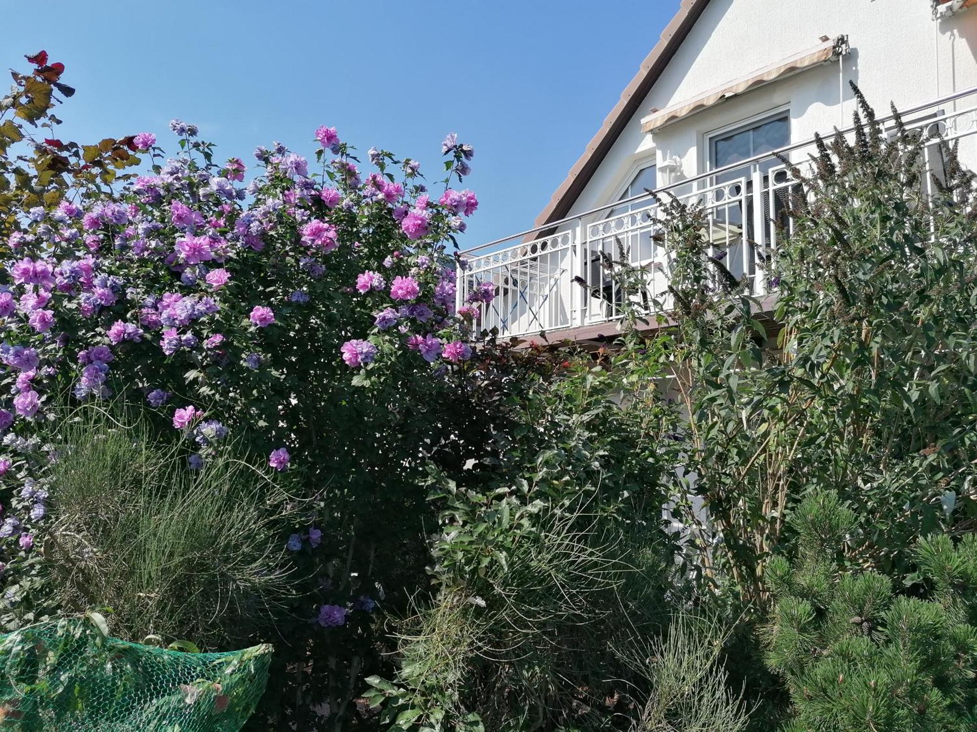 Pension Haus Anneliese Uckeritz Dış mekan fotoğraf